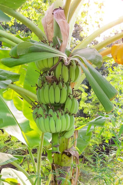 Árbol de plátano en el jardín