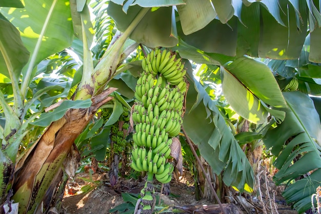 Árbol de plátano con racimo de plátanos verdes maduros en crecimiento (Turquía - Alanya)