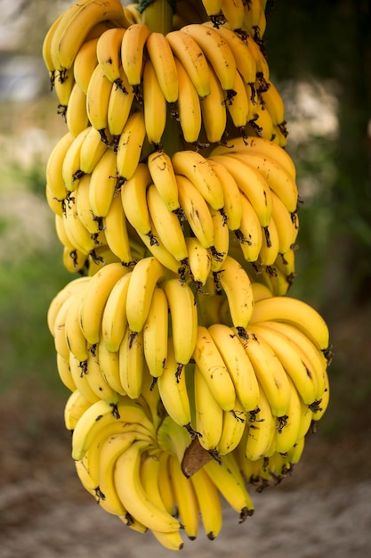 Árbol de plátano con racimo de plátanos verdes maduros en crecimiento (Turquía / Alanya)