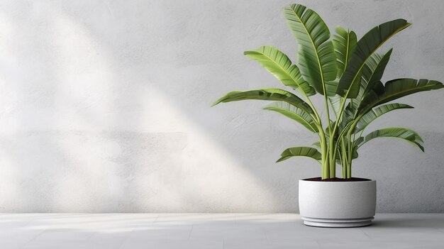 Árbol de plátano tropical verde de pared blanca limpia en blanco en maceta sobre piso de granito gris IA generativa