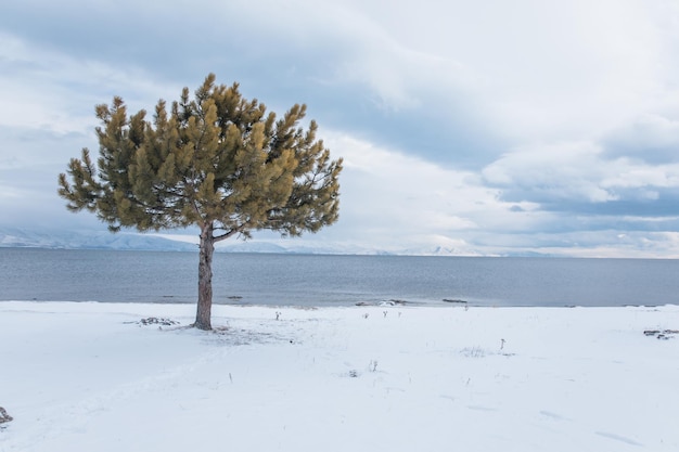 Árbol en playa nevada