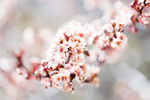 Árbol en plena floración a principios de la primavera.