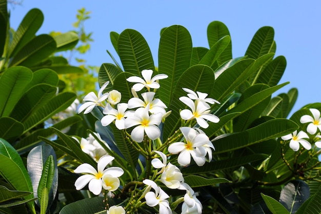 Árbol de plumeria con flores y cielo