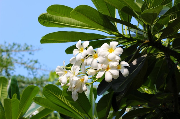 Árbol de plumeria con flores y cielo