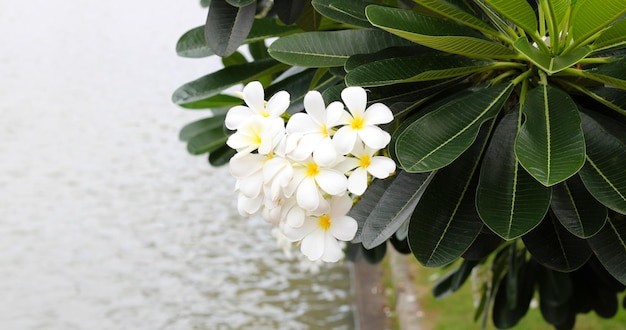 Árbol de plumeria con flores y río.