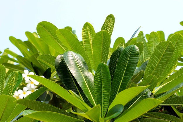 Árbol de plumeria hojas verdes con cielo