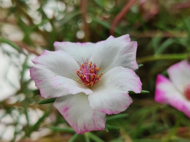 Árbol de Portulaca grandiflora con una flor