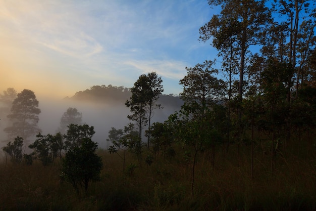 Árbol en pradera al amanecer y niebla Paisaje hermoso amanecer