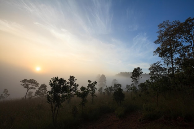 Árbol en pradera al amanecer y niebla Paisaje hermoso amanecer