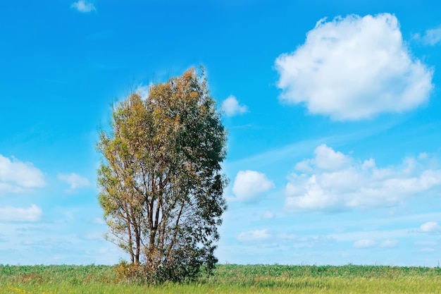 Árbol en un prado verde en un día nublado