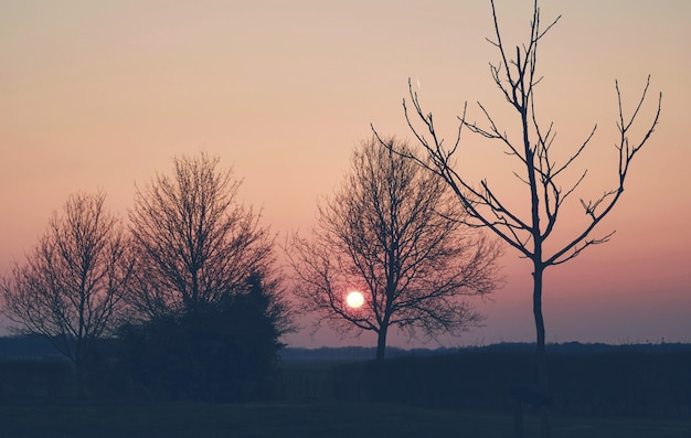 Árbol en los prados en el campo al atardecer Holanda Holanda primavera