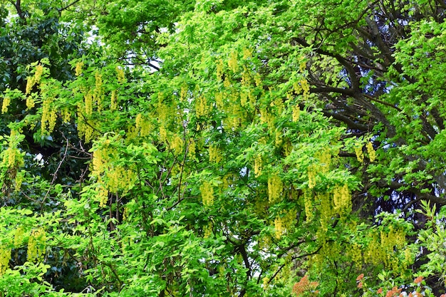 Árbol de primavera en flor con flores amarillas (superficie de la naturaleza)