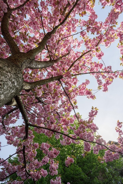 Árbol de primavera flor rosa