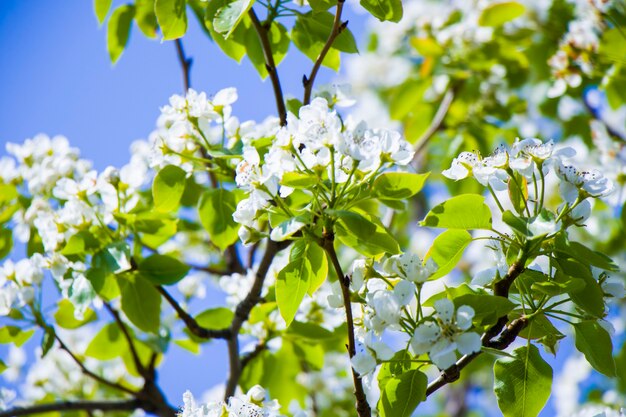 Árbol de primavera, flores blancas en la rama, tiempo de floración del cerezo, fondo de la naturaleza