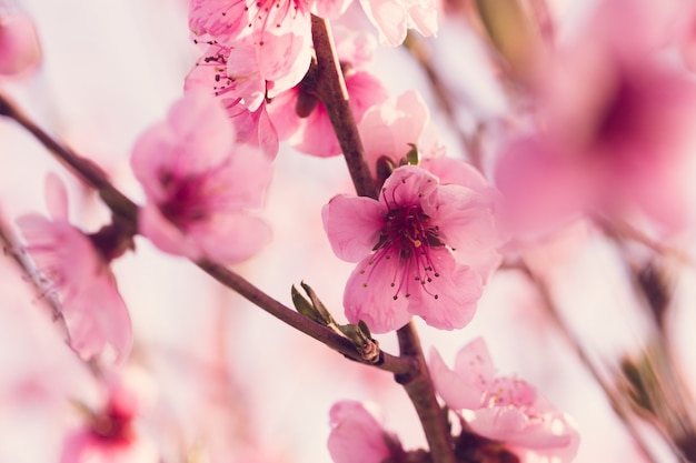 Árbol de primavera con flores rosas