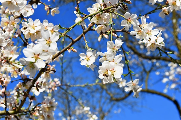 Árbol de la primavera. Hermosa almendra en flor.