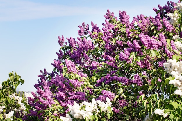 Árbol de primavera lila en jardín sobre fondo de cielo azul