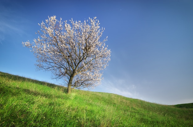 Árbol de primavera en prado verde. Composición de la naturaleza.