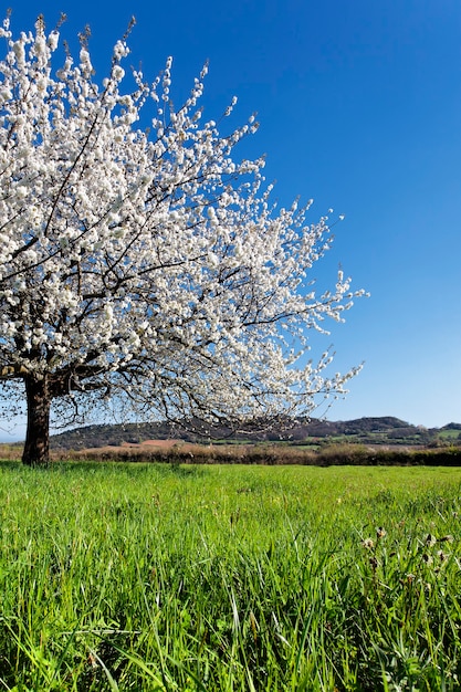 Árbol de primavera