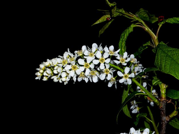 Árbol Prunus padus blanco floreciente en la oscuridad de la noche