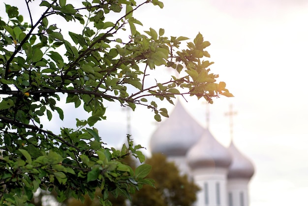 Árbol de la puesta del sol de la catedral de primavera