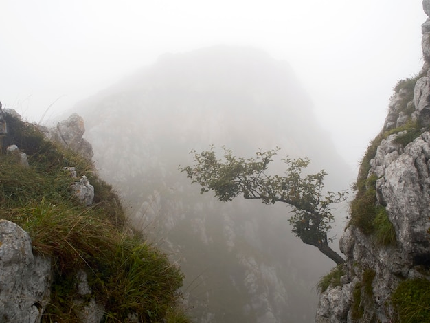 Árbol que crece de una roca en un paisaje de montaña neblinoso (Asturias, España)