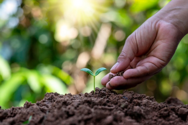 Árbol que crece en el suelo concepto de forestación y plantación de árboles Salvar el medio ambiente