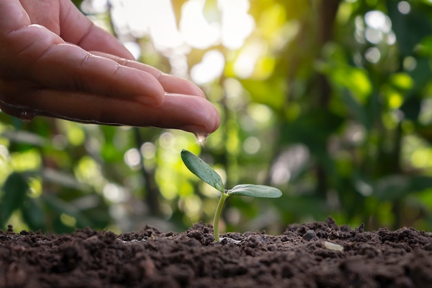 Árbol que crece en el suelo y la mano de los agricultores cuida de los árboles con ideas de plantación de plantas de riego