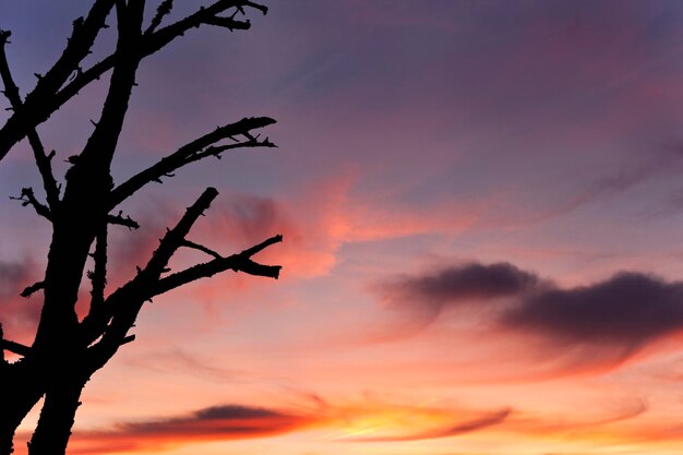 Árbol quemado en el campo