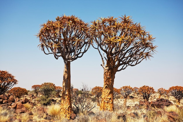 Árbol de Quiwer