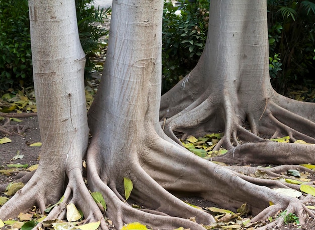 Árbol con raíces largas en la superficie