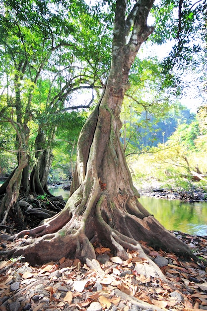 Árbol de raíz en bosque