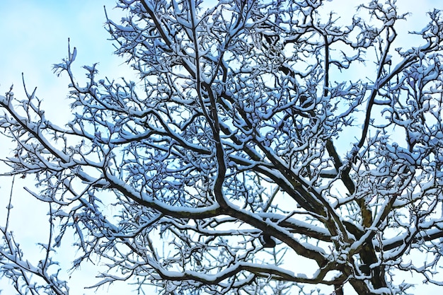 Árbol de rama de nieve de invierno cubierto