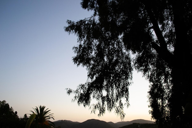 Árbol ramas montañas paisaje puesta de sol silueta