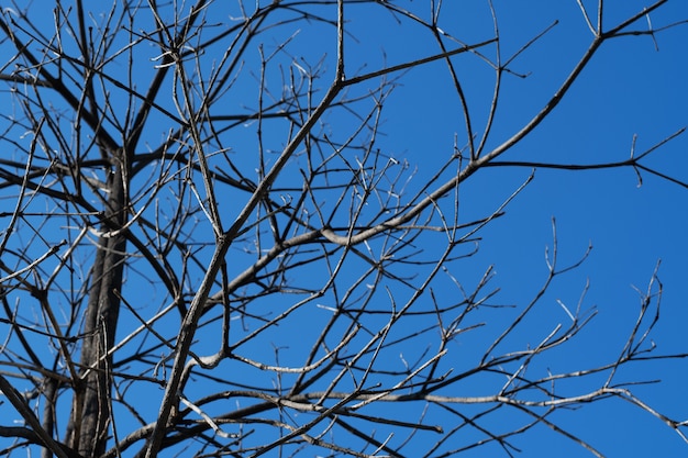 Árbol de ramas secas contra un cielo azul.