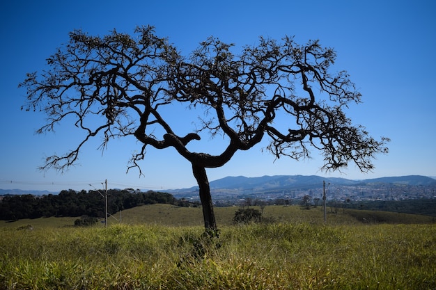 Árbol con ramas torcidas en campo con cielo azul