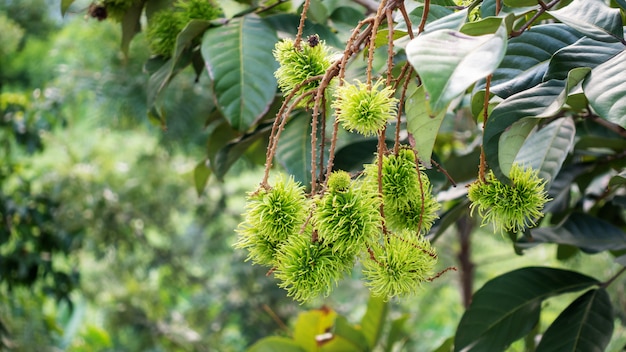 Árbol de rambután en un huerto.