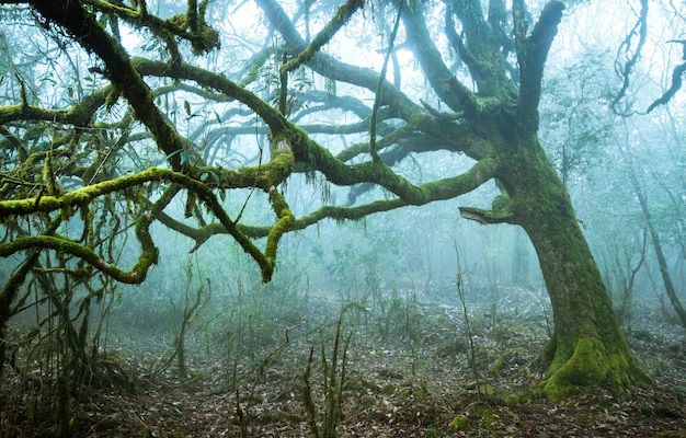 Árbol ramificado en niebla