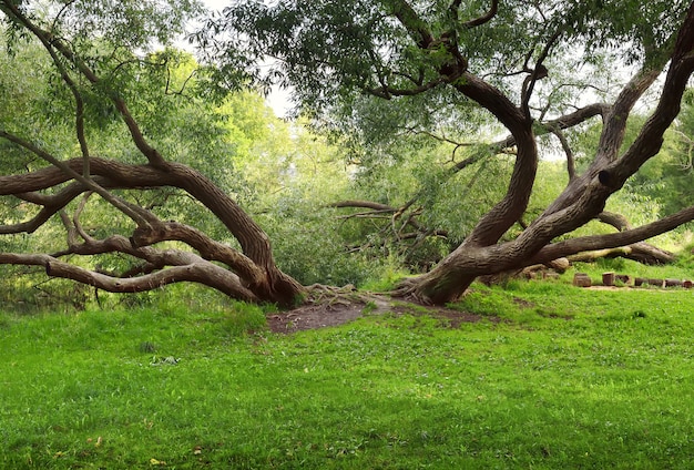 Árbol rastrero en el parque. Troncos y ramas de sauce torcidos en medio de un césped verde