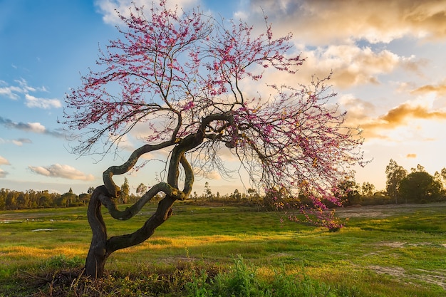 Árbol retorcido con flores rosadas en un prado al atardecer