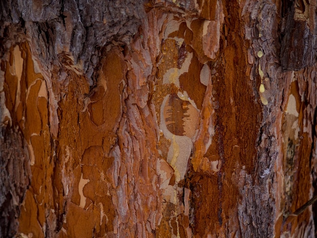 Árbol roído en el bosque de invierno