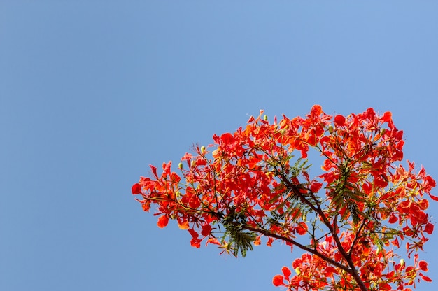 Árbol rojo extravagante