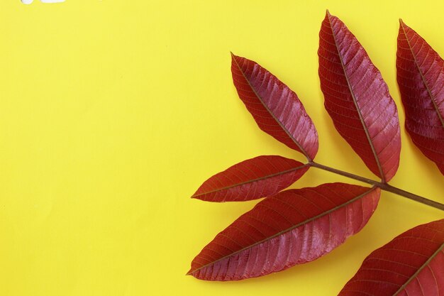 Árbol rojo hojas sobre fondo amarillo