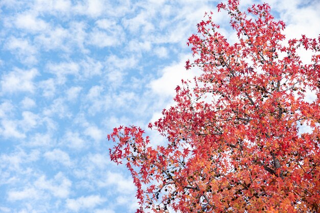 Árbol rojo en otoño con fondo azul cielo nublado