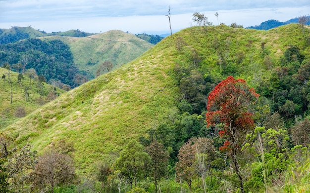 Árbol rojo en valle verde en la colina