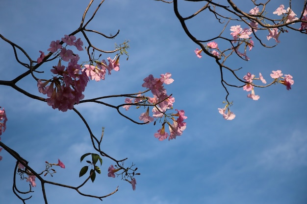 Árbol rosado de la trompeta en el backgroun del cielo azul en la estación de verano