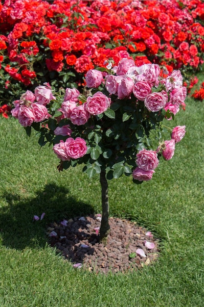 Árbol de rosas con rosas rosas en un jardín de rosas