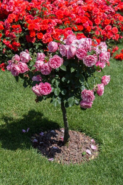 Árbol de rosas con rosas rosas en un jardín.