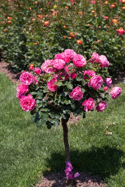 Árbol de rosas con rosas rosas en un jardín.