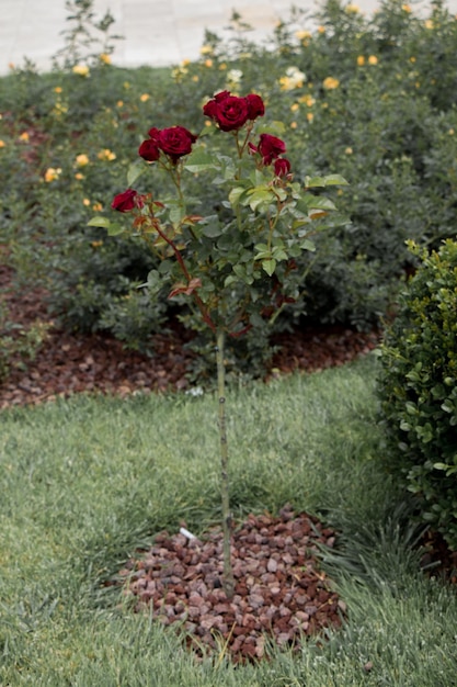 Árbol de rosas con rosas rosas en un jardín